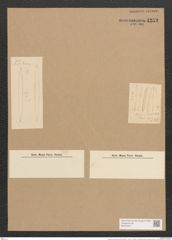 Nitzschia intermedia Hantzsch (de-Toni-Nr.: Genus 47, Species 2122) Zeichnungen Sammlung Grunow Nr. 4253 (NHMW-BOT-W0372227)